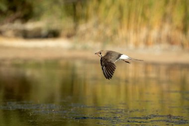 Yetişkin yakalı pratincole günün son ışığında İspanya 'nın göbeğinde uçuyordu.