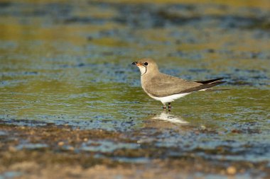 İspanya 'nın merkezinde bir gölde yakalı pratincole sıcak bir yaz gününün son ışıklarıyla