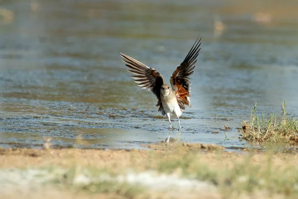 Adult Collared Pratincole Flying Last Light Afternoon Wetland Central Spain — ストック写真