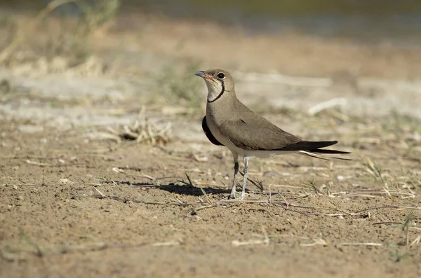 Collared Pratincole Lagoon Central Spain Last Lights Afternoon Hot Summer — Photo