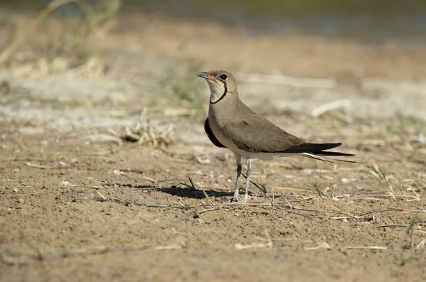 Pratincole Collier Dans Lagon Centre Espagne Avec Les Dernières Lumières — Photo