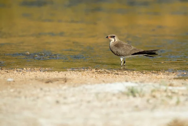 Collared Pratincole Lagoon Central Spain Last Lights Afternoon Hot Summer — Stock Photo, Image