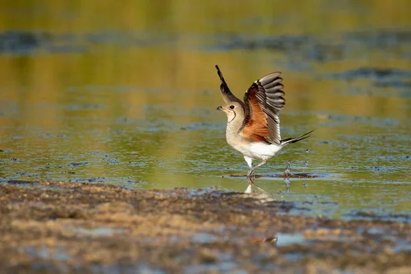 Collared Pratincole Lagoon Central Spain Last Lights Afternoon Hot Summer — Stock Photo, Image