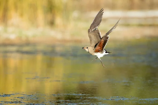 Adult Collared Pratincole Flying Last Light Afternoon Wetland Central Spain — Stockfoto