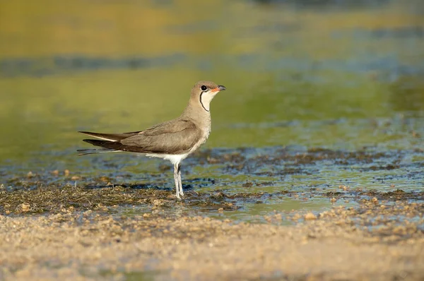 Collared Pratincole Lagoon Central Spain Last Lights Afternoon Hot Summer — Stock Photo, Image