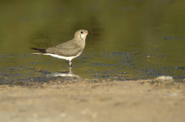 Collared Pratincole Lagoon Central Spain Last Lights Afternoon Hot Summer — Stok fotoğraf