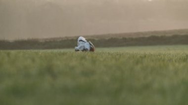 Büyük Bustard 'lı yetişkin erkek günün ilk ışıklarıyla mısır gevreği tarlasında bir dişiye kur yapıyor.
