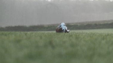 Adult male of Great bustard performing courtship to a female in its breeding territory in a cereal field with the first light of the day