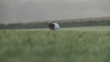 Adult male of Great bustard performing courtship to a female in its breeding territory in a cereal field with the first light of the day