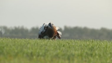 Büyük Bustard 'lı yetişkin erkek günün ilk ışıklarıyla mısır gevreği tarlasında bir dişiye kur yapıyor.