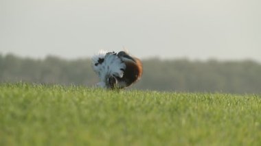 Büyük Bustard 'lı yetişkin erkek günün ilk ışıklarıyla mısır gevreği tarlasında bir dişiye kur yapıyor.