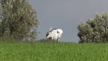 Büyük Bustard 'lı yetişkin erkek günün ilk ışıklarıyla mısır gevreği tarlasında bir dişiye kur yapıyor.