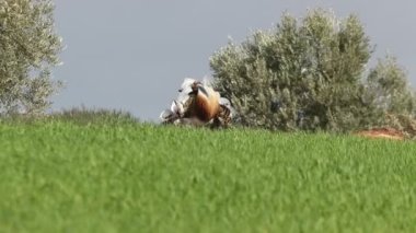 Büyük Bustard 'lı yetişkin bir erkek bahar gününün ilk ışıklarıyla mısır gevreği ve zeytin ağaçlarının arasında kur yapıyor.