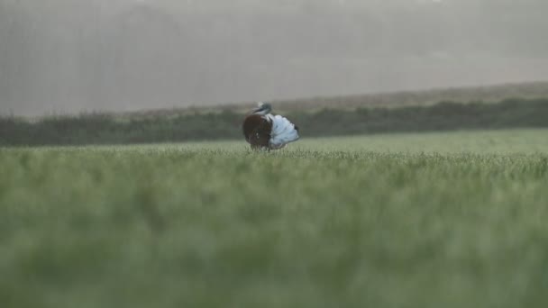 Adult Male Great Bustard Performing Courtship Female Its Breeding Territory — Vídeos de Stock