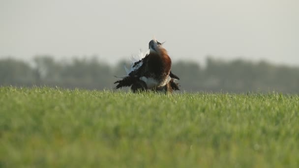 Adult Male Great Bustard Performing Courtship Female Its Breeding Territory — 图库视频影像