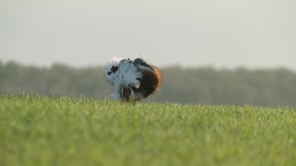 Adult Male Great Bustard Performing Courtship Female Its Breeding Territory — Wideo stockowe