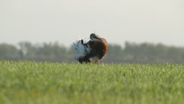 Adult Male Great Bustard Performing Courtship Female Its Breeding Territory — Video