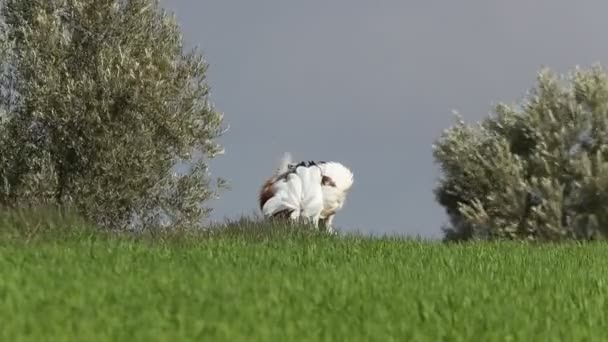 Adult Male Great Bustard Performing Courtship Female Its Breeding Territory — Stockvideo