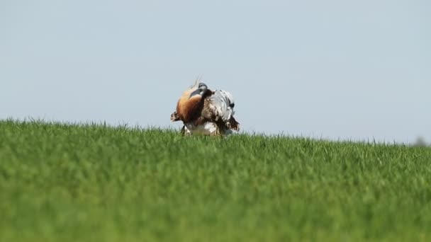 Adult Male Great Bustard Performing Courtship Female Its Breeding Territory — Αρχείο Βίντεο