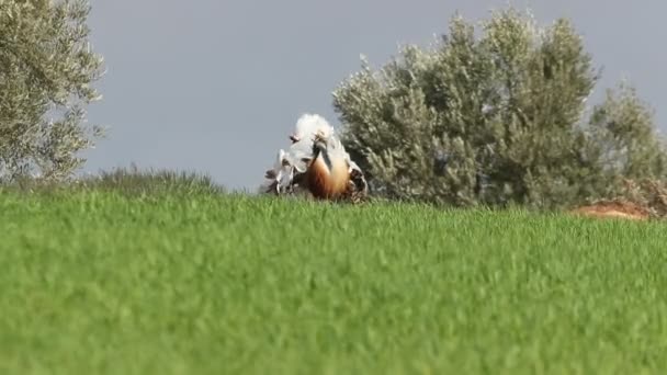 Adult Male Great Bustard Performing Courtship Heat Field Cereal Olive — Αρχείο Βίντεο