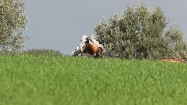 Adult Male Great Bustard Performing Courtship Heat Field Cereal Olive — ストック動画