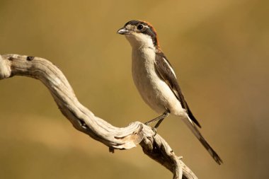 Adult female Woodchat shrike on a branch in a Mediterranean forest with the first light of the day