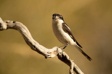 Adult female Woodchat shrike on a branch in a Mediterranean forest with the first light of the day