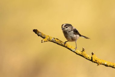 Long-tailed tit in a Mediterranean forest with the first light of the day on a branch