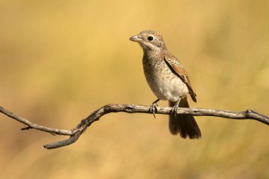 Young Woodchat shrike chick in a Mediterranean forest with the first light of the day on a branch