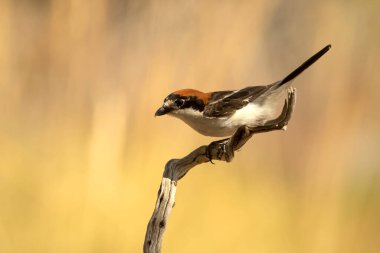 Woodchat shrike male in his breeding territory within a Mediterranean forest with the first light of the morning