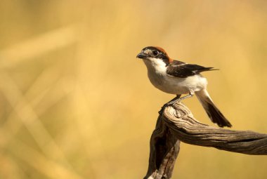Woodchat shrike male in his breeding territory within a Mediterranean forest with the first light of the morning