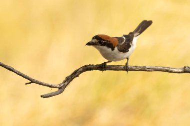 Woodchat shrike male in his breeding territory within a Mediterranean forest with the first light of the morning