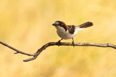 Woodchat shrike male in his breeding territory within a Mediterranean forest with the first light of the morning
