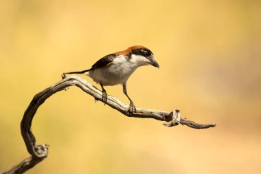 Woodchat shrike male in his breeding territory within a Mediterranean forest with the first light of the morning