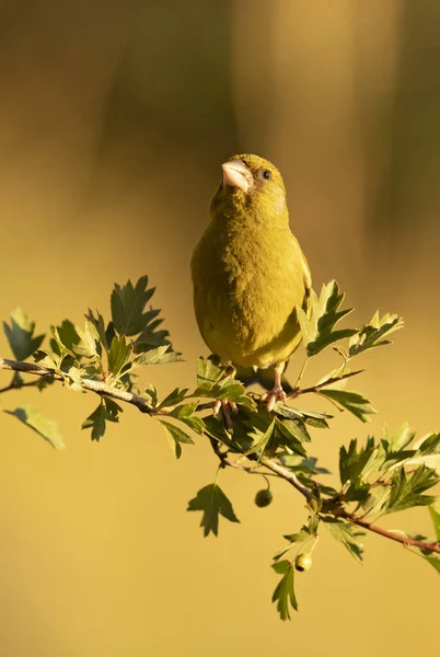 European Greenfinch Male Mediterranean Forest First Light Day Branch — Stock fotografie