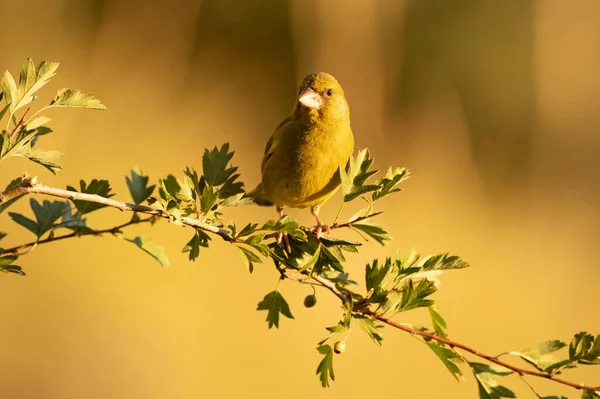 European Greenfinch Male Mediterranean Forest First Light Day Branch — Stok fotoğraf