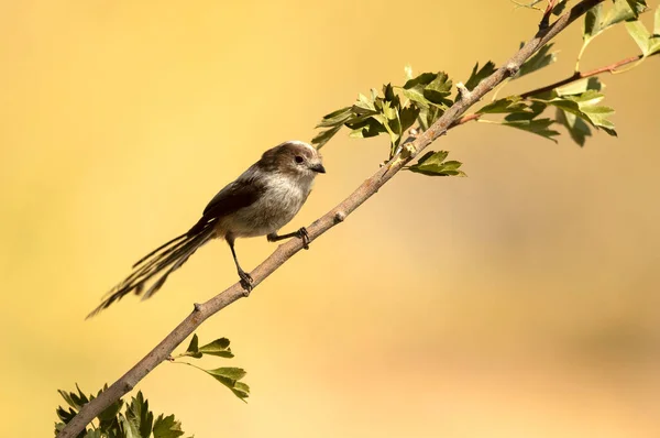 Long Tailed Tit Mediterranean Forest First Light Day Branch — Stock Fotó