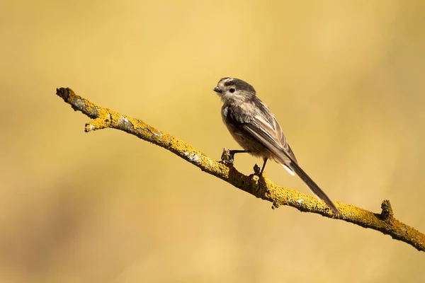 Long Tailed Tit Mediterranean Forest First Light Day Branch — Stock fotografie