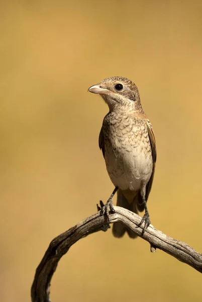 Young Woodchat Shrike Chick Mediterranean Forest First Light Day Branch — Stockfoto