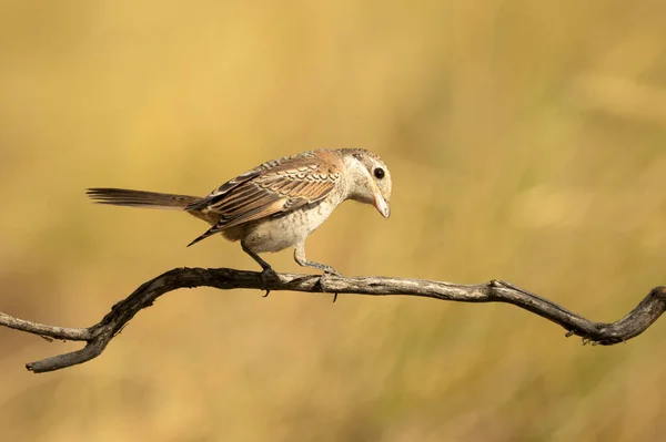 Young Woodchat Shrike Chick Mediterranean Forest First Light Day Branch — Stockfoto
