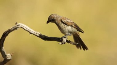 Akdeniz ormanlarında günün ilk ışıklarıyla bir tünekte genç bir Woodchat örümceği.