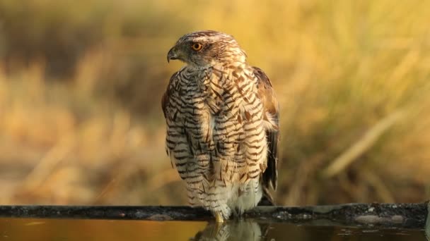 Dvouletý Samec Severní Goshawk Vodním Místě Srpnu Prvním Denním Světlem — Stock video