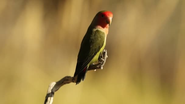 Inséparable Visage Rose Sur Une Branche Près Point Eau Avec — Video