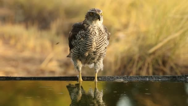 Two Year Old Male Northern Goshawk Water Point August First — Stock Video