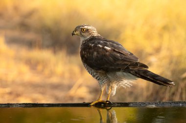 Kuzeyli erkek atmaca, günün son ışıklarında Akdeniz ormanlarında bir su birikintisinde içip banyo yapıyor.