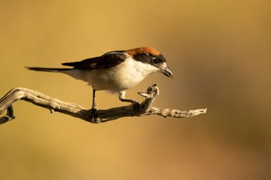 Akdeniz ormanlarındaki üreme bölgesindeki bir dalda ötücü ördek yavrusu erkek. Günün son ışığında.