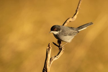 Sardunya bülbülü erkek. Akdeniz ormanlarındaki doğal bir pınarın yanında, günün son ışığında.