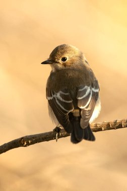 Akdeniz ormanlarındaki doğal bir su birikintisinin yakınındaki bir dalda kışın tüyleri olan kelebek avcısı şafağın ilk ışıklarıyla.