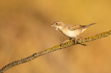 Akdeniz ormanlarında şafağın ilk ışıklarıyla birlikte, bir şahin dikenli çalılığın dalında ortak bir beyaz boğaz.