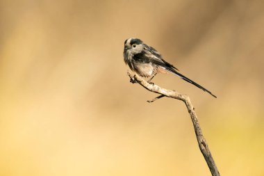 Long-tailed tit on a branch near a natural water point in a Mediterranean forest with the first light of dawn